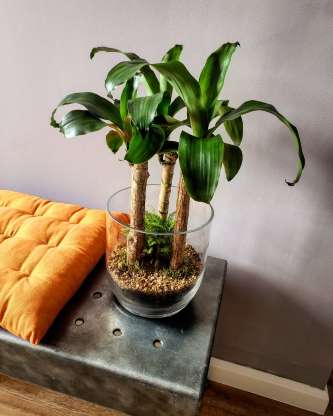 Pau d’água: Sem precisar ficar exposta diretamente ao sol, a Pau D’Água agrega um aspecto rústico ao ambiente. Ela também pede uma irrigação mais regular, de duas/três vezes por semana e pulverizar as folhas com água garante um crescimento mais saudável