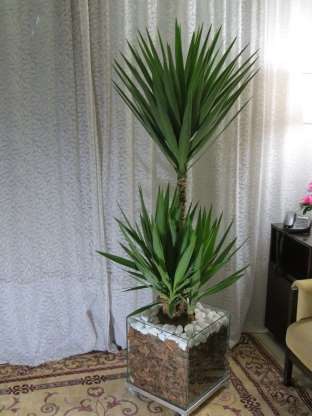 Iuca: Essa planta chama muito a atenção por seu formato escultural. Se envasada ainda jovem, ela se torna bastante resistente e se adapta muito bem ao ambiente interno. Cuide somente para posicioná-la em um local com bastante claridade e ventilação
