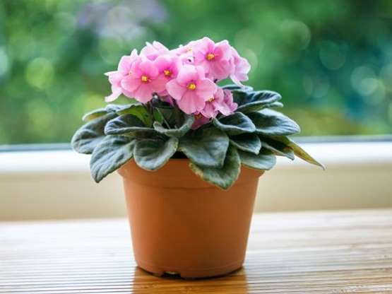 Violeta: Esta é uma ótima opção para quem tem pouco espaço, a violeta pode ser plantada em pequenos vasos e precisa de água três a duas vezes por semana, além de não precisar ser exposta diretamente ao sol