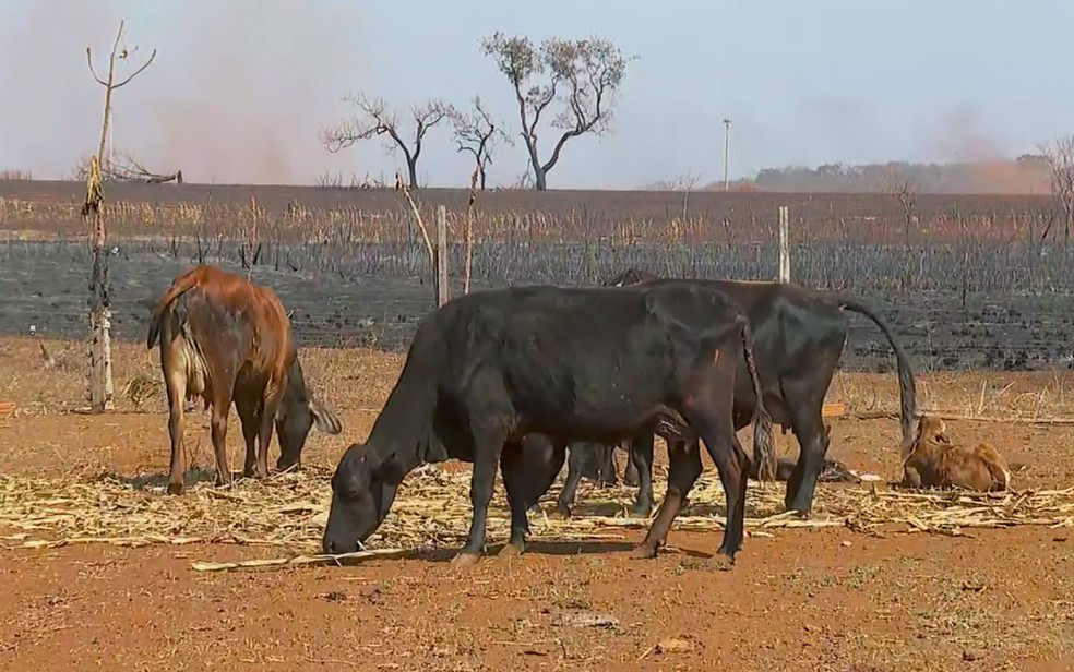 Incêndio na última semana em Morro Agudo - Imagem G1