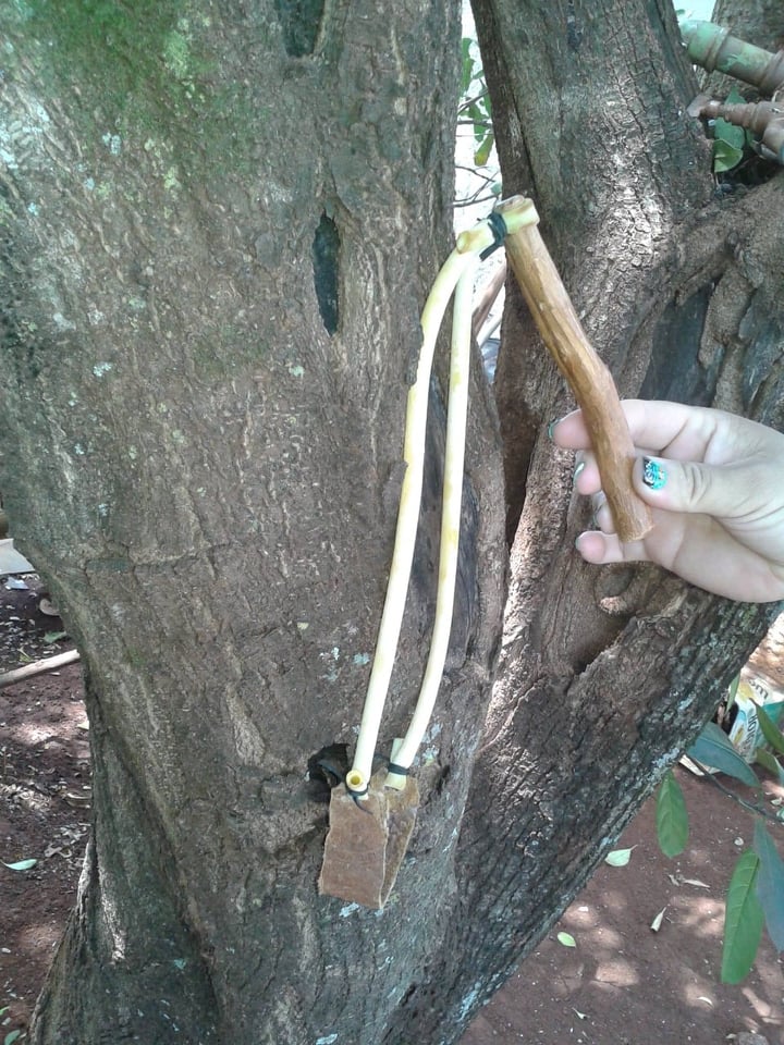 As primeiras sementes foram lançadas com estilingues