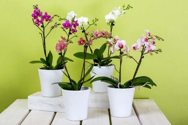 Orquídea: Muito popular, esta flor é ótima para decoração interna. Uma das espécies mais comuns é a falenópsis, cujas flores arredondadas variam entre o branco, o rosa, o amarelo e a púrpura. Esta planta deve ser cultivada à meia-sombra, recebendo iluminação indireta