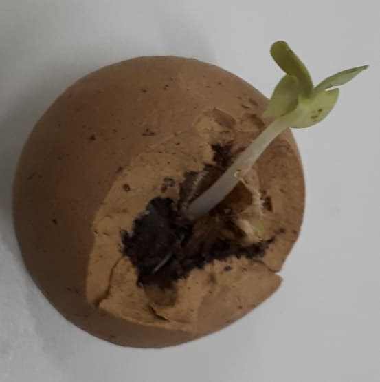 Um exemplo de como acontece a germinação das sementes