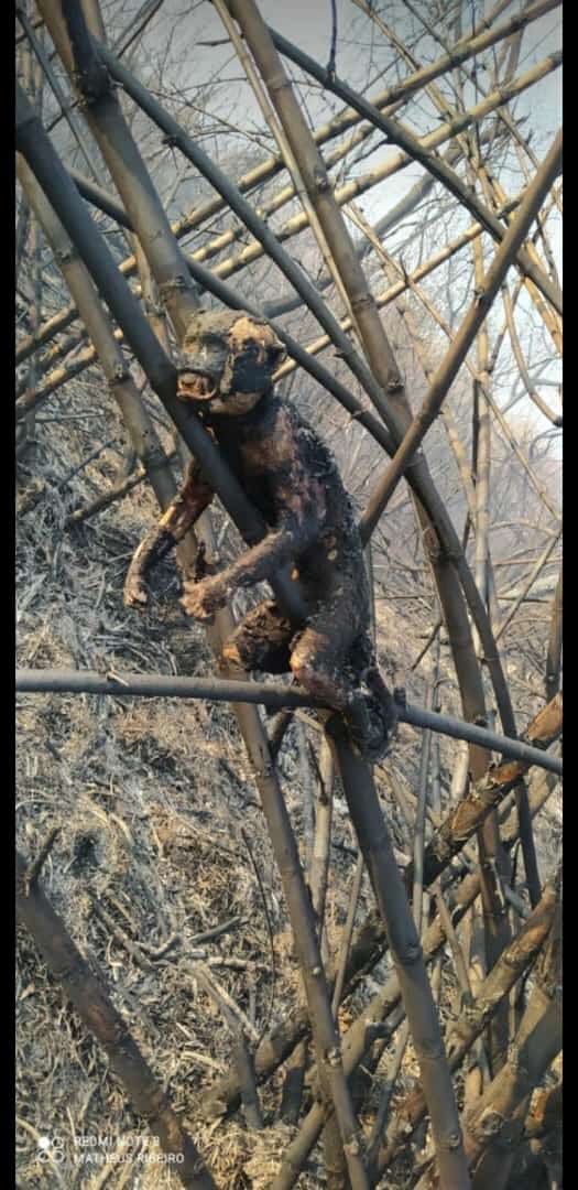 Imagem WhatsApp de incêndio ocorrido na região