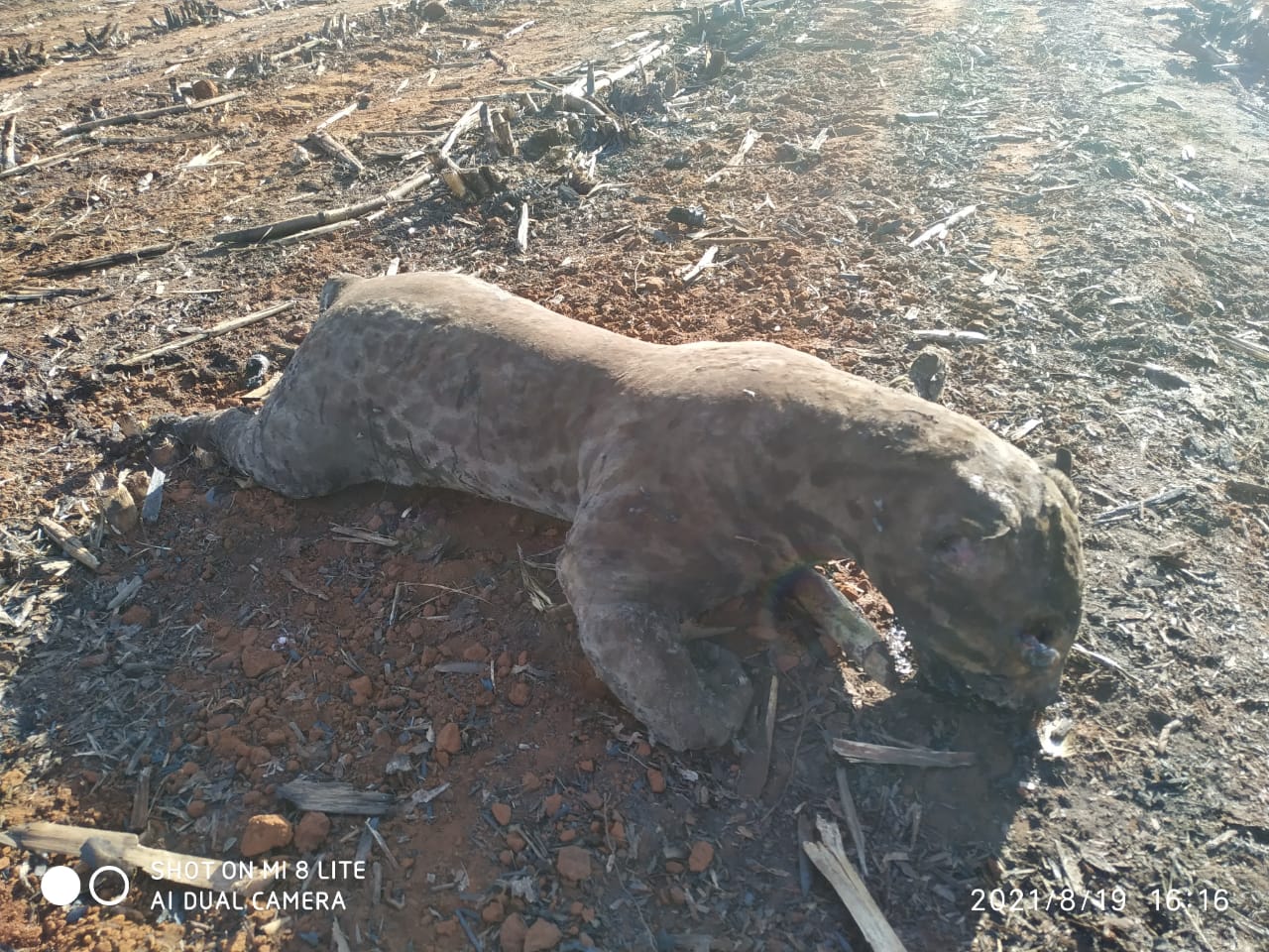 Imagem WhatsApp de incêndio ocorrido na região